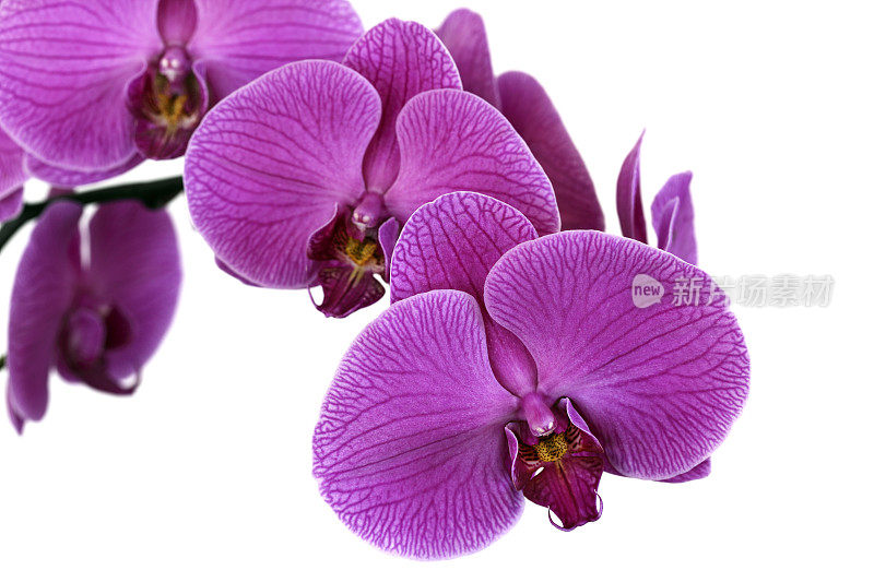 紫色的兰花