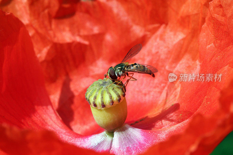 罂粟花的特写