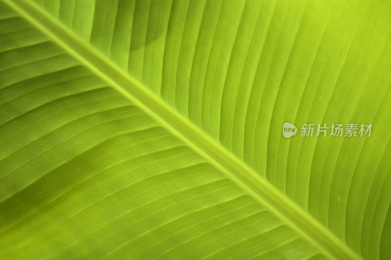 自然――palmleaf