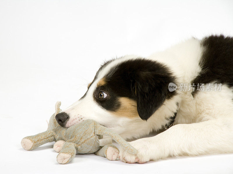 边境牧羊犬幼犬在白色无缝