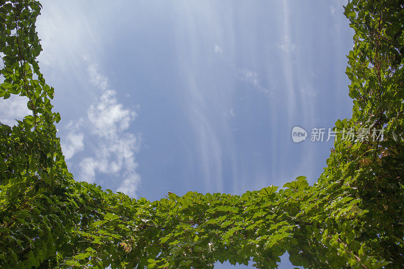 天空和植物的框架