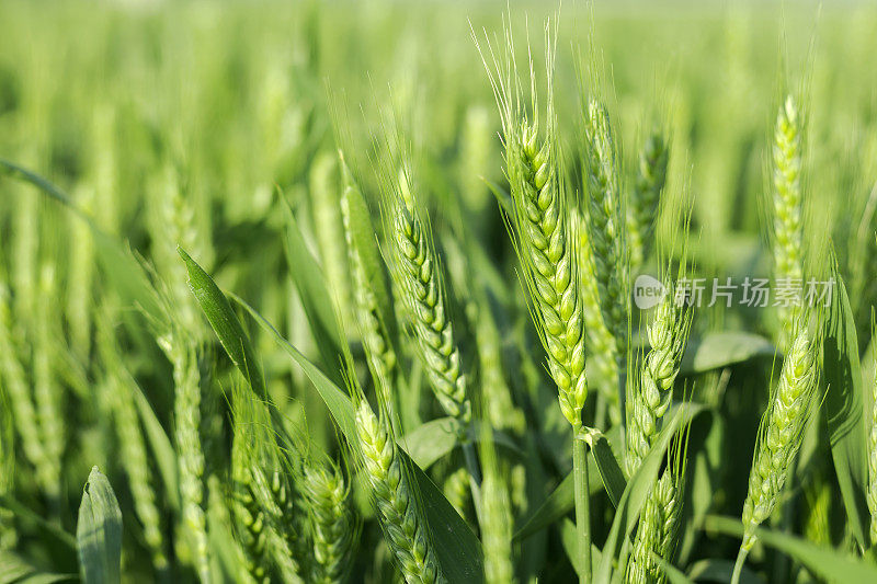 绿色的麦田里发芽的小麦