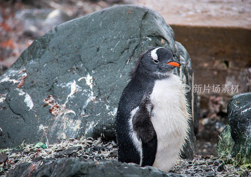 南极洲:正在蜕皮的巴布亚企鹅