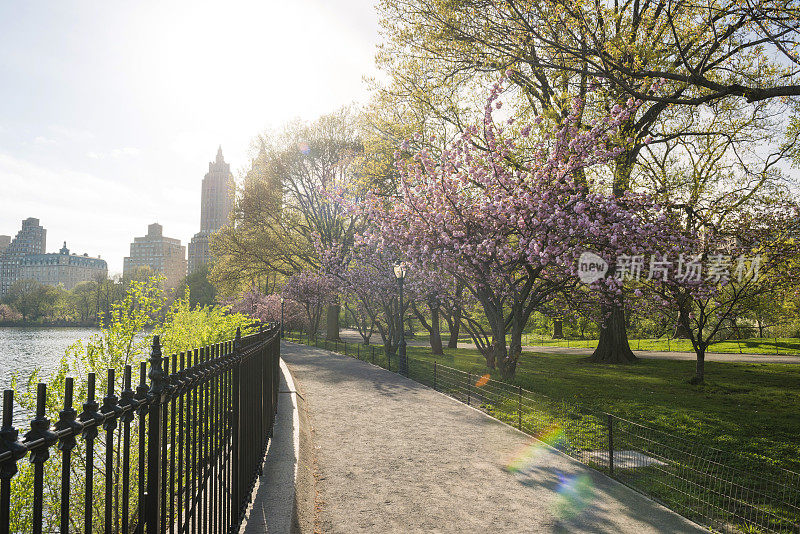 樱花树排列在田园诗般的春天小径中央公园