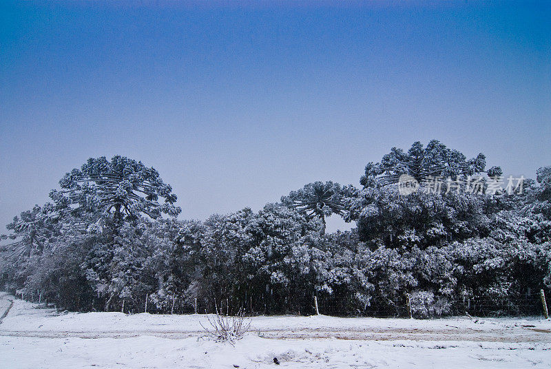 雪树-乌鲁比西，圣卡塔琳娜，巴西