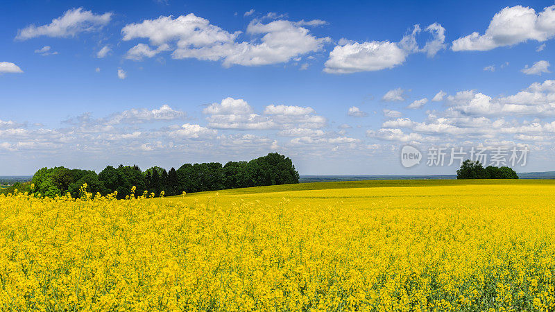 春天的全景——油菜田，蓝天