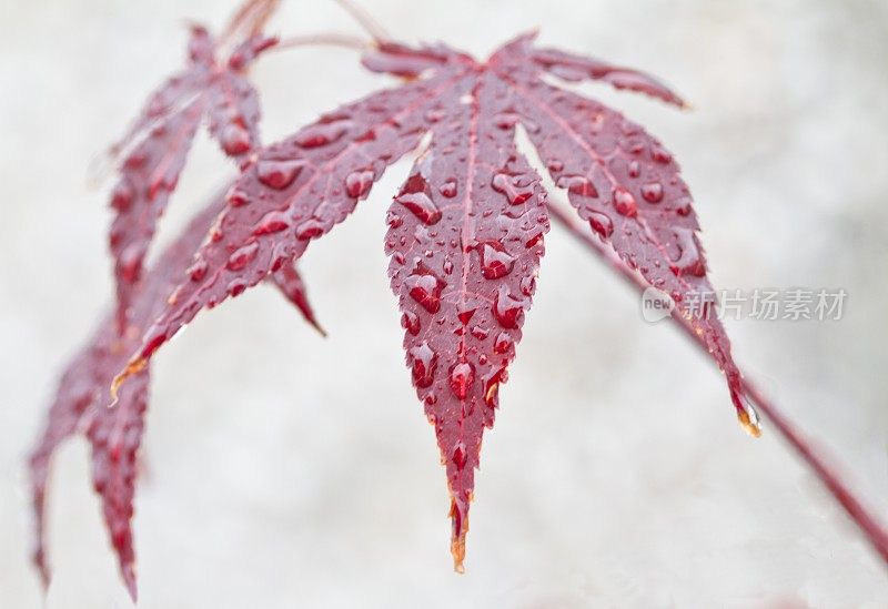 红枫，雨中槭