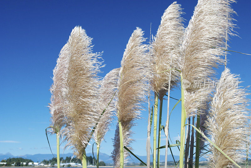 “Toitoi”或“Toetoe”草头