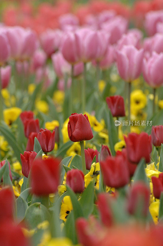 郁金香花