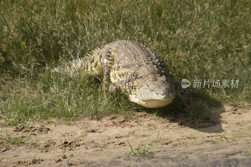 尼罗河河岸上的鳄鱼