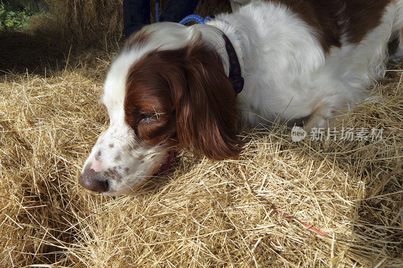 肝脏贝尔顿英国赛特犬在干草棚里嗅