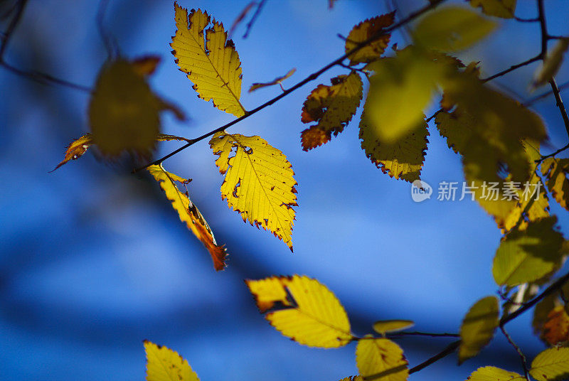 秋叶上的微光模糊了背景