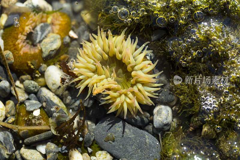 潮汐池中的海葵