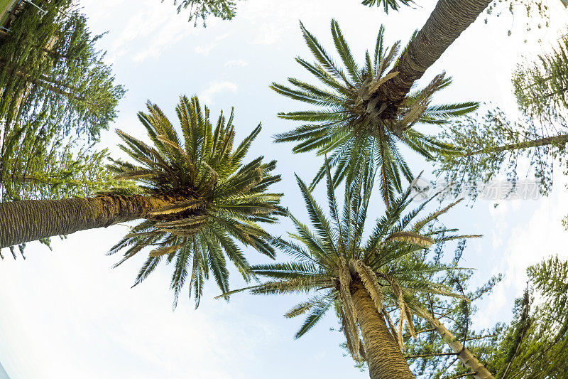 棕榈树映衬着夏日蔚蓝的天空，背景有复制空间