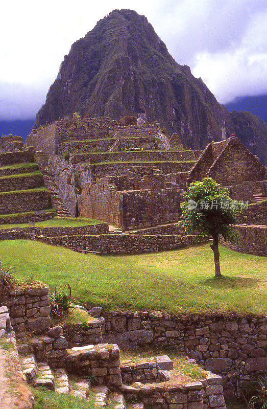 南美洲秘鲁马丘比丘遗址农业梯田上的一棵孤独的树