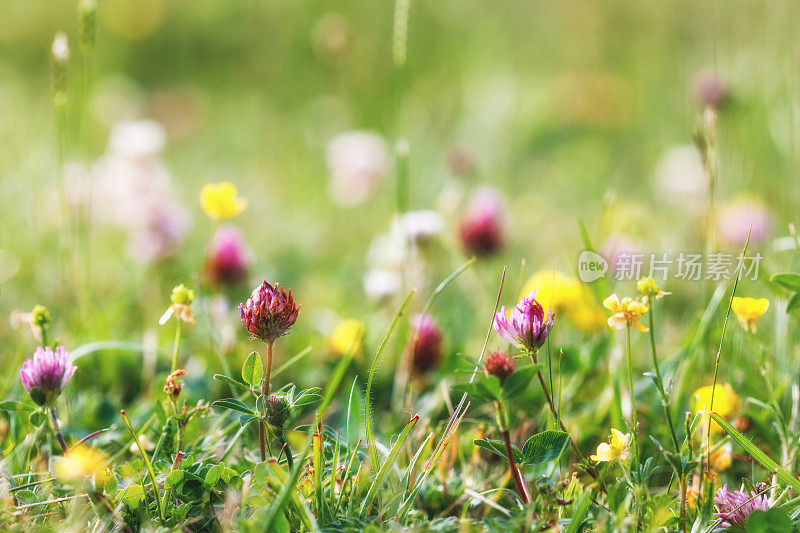 夏日草地，草地上点缀着五颜六色的花朵，以自然为背景概念，以柔和的焦点，以柔和的柔和色调
