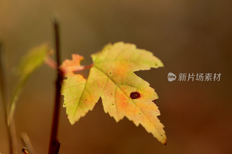 细枝末节的秋叶黄了，阳光散了光