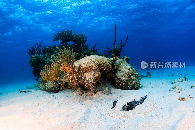藏在浅海热带珊瑚礁沙中的黄貂鱼