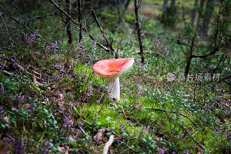秋天森林里的红菇