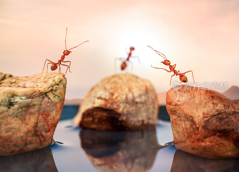 蚂蚁站在岩石上，试着过河，团队合作的理念