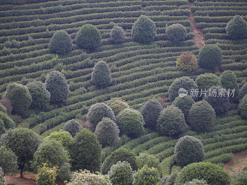 秋天的茶园。