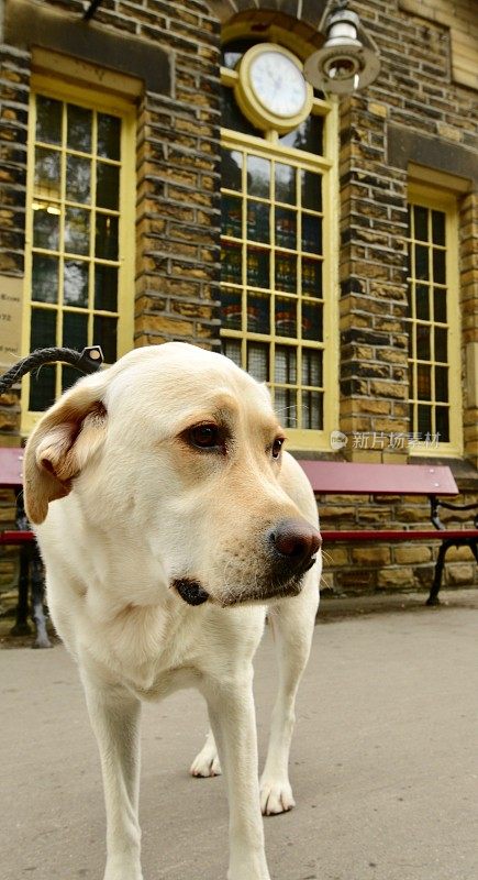 拉布拉多寻回犬