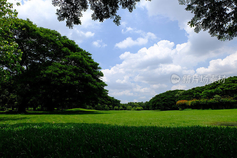 田野的绿色草坪和树木与Cloudscape