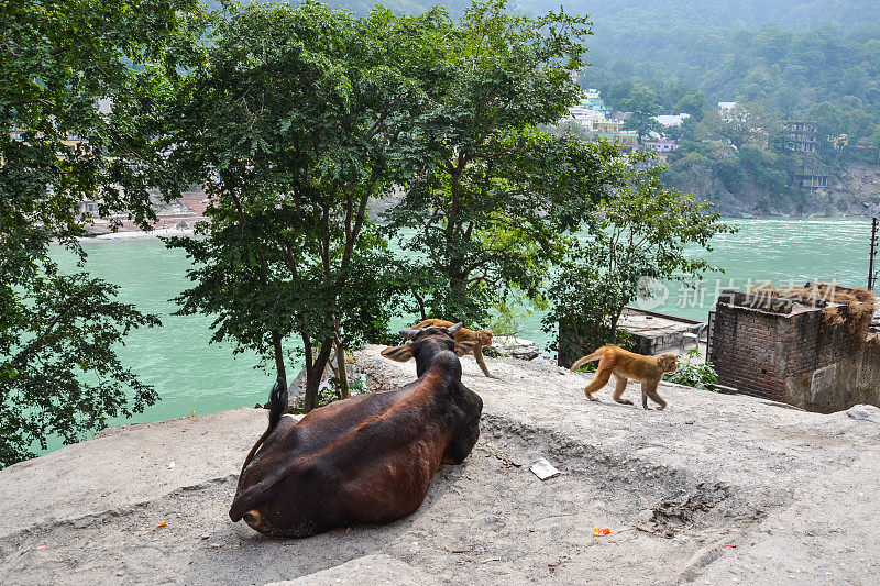 印度的奶牛和猿猴