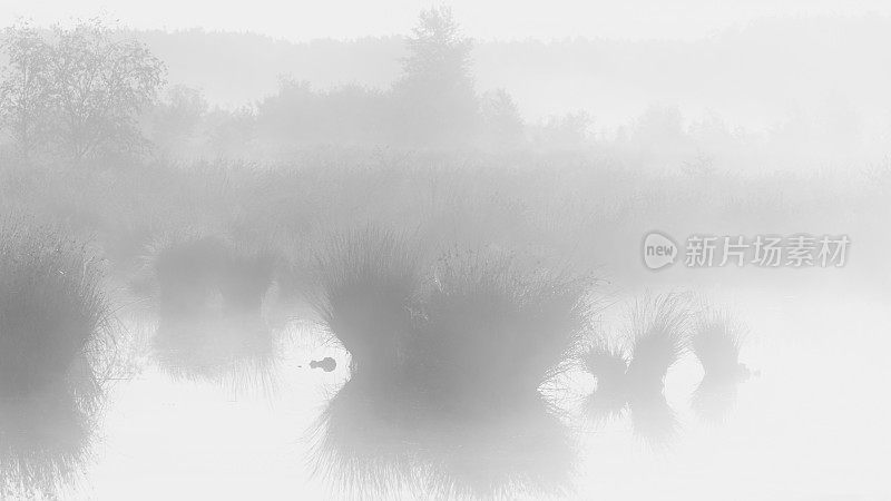 沼泽或沼泽上的平静和巨大的雾蒙蒙的日落