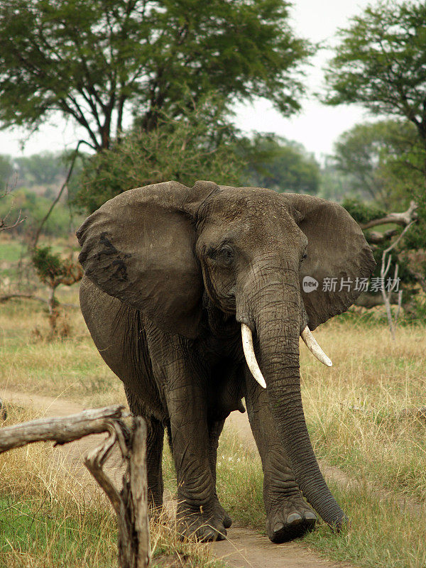 非洲象、坦桑尼亚