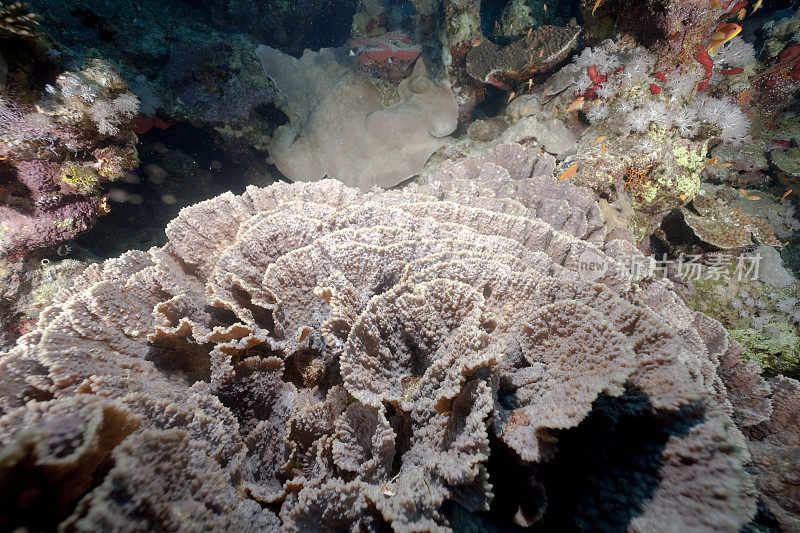 海珊瑚和叶珊瑚