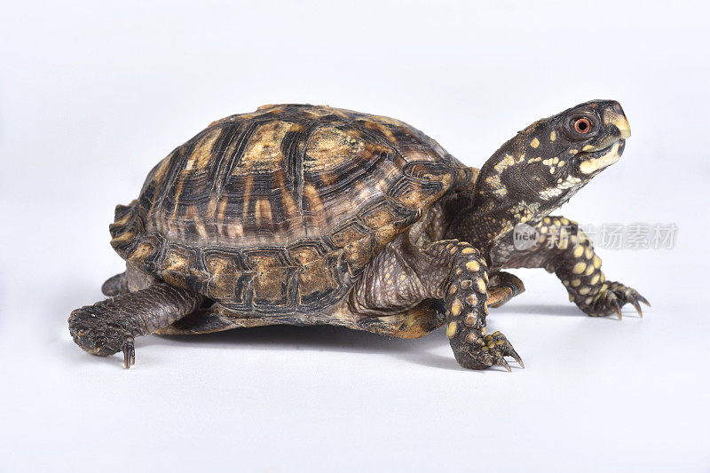 东箱龟，卡罗来纳的Terrapene