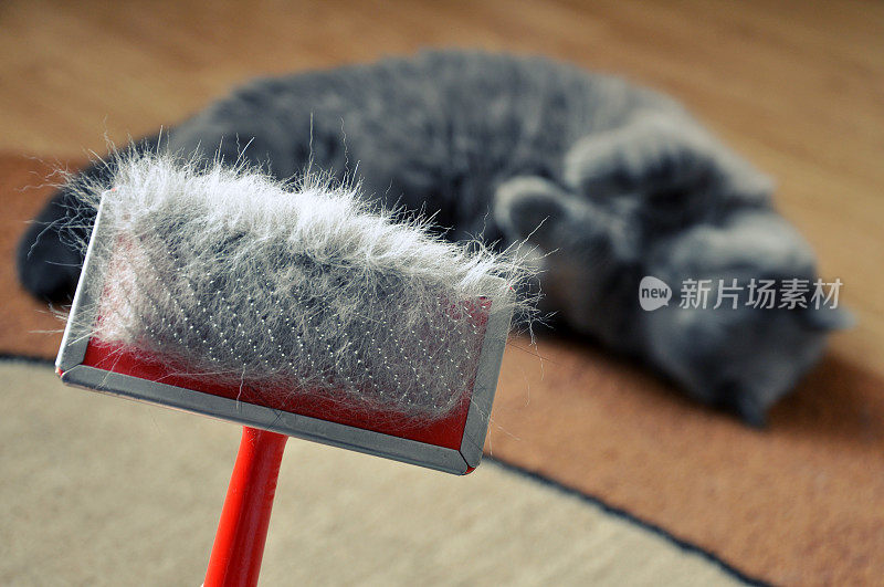 用毛梳理猫毛的刷子。