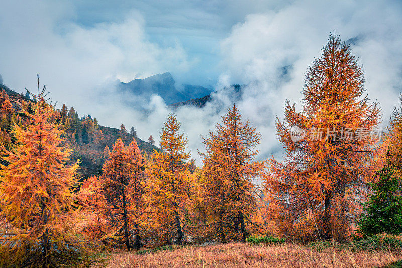 云石阿尔卑斯山脉和黄色的松树的奇妙的雾蒙蒙的景色。