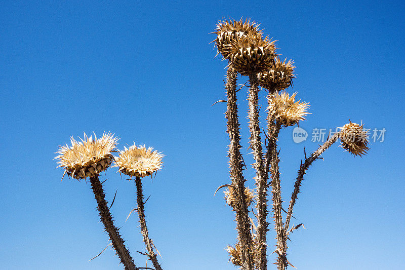 希腊乌拉努波利自然界中的干刺