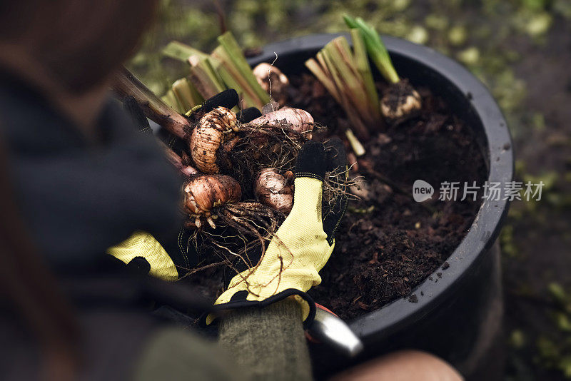 一位妇女正在准备种植在花园里的鳞茎植物