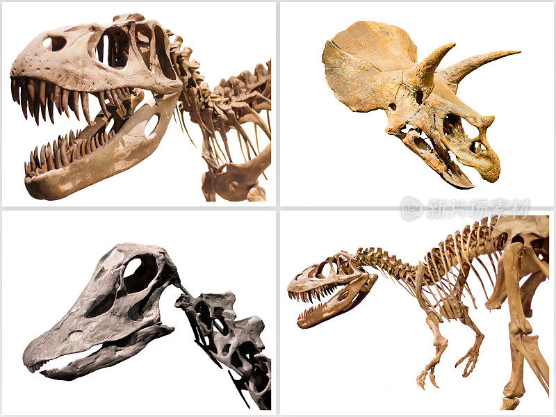 组成的恐龙骨骼在白色孤立的背景。