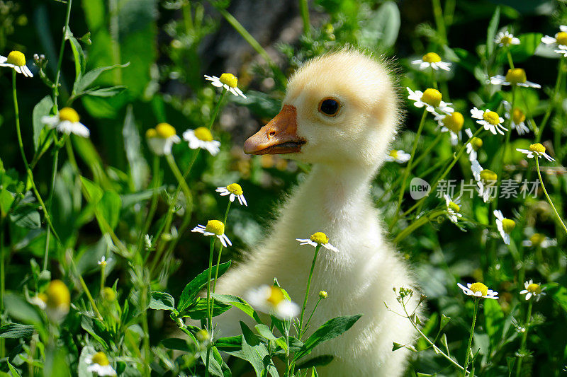 绿草里的小黄鹅