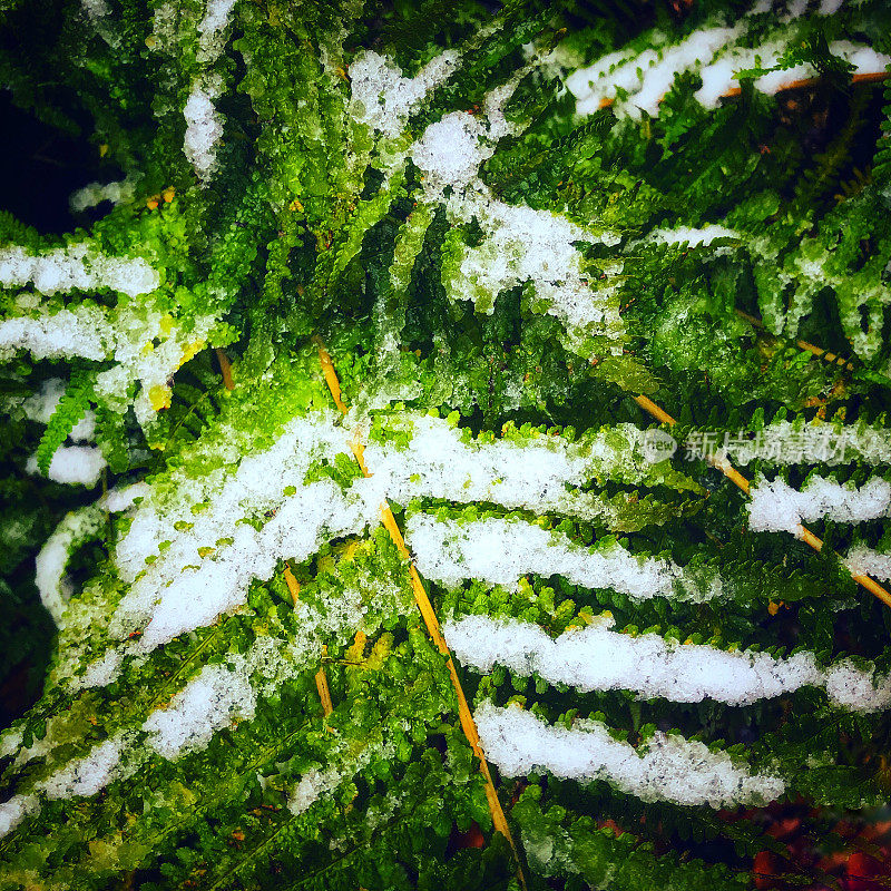 蕨叶被融化的雪覆盖的特写