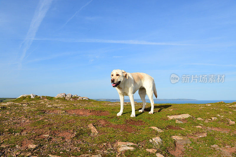 德文郡拉布拉多寻回犬