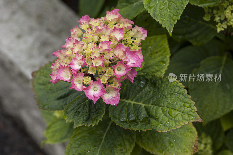 绣球花雨后