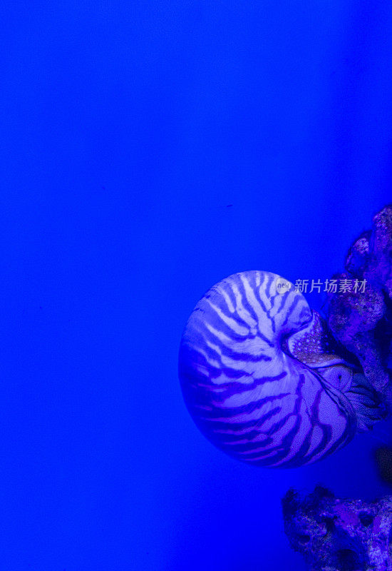 鹦鹉螺的近距离观察