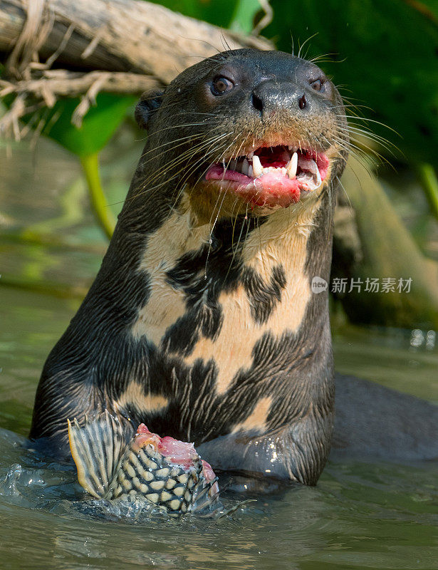 巨型河獭吃鱼