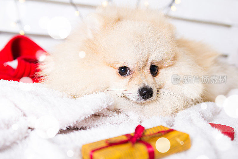 穿着圣诞服装的博美犬。狗年的概念