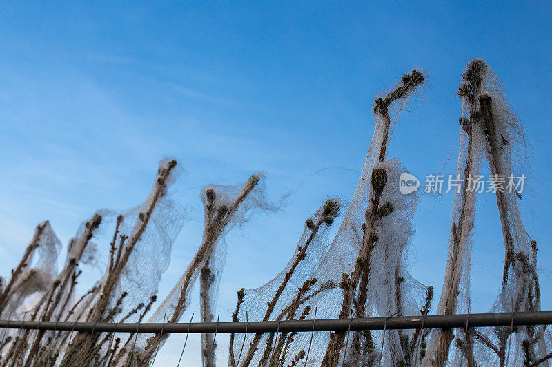 圣诞树对着天空