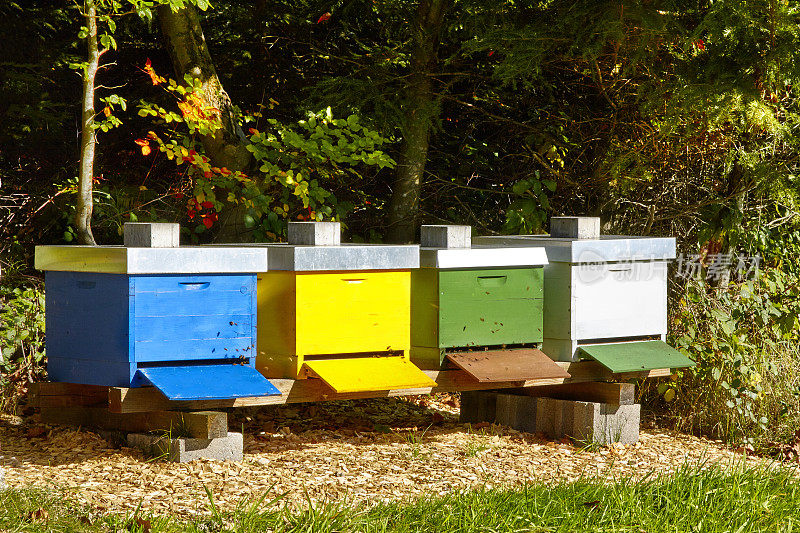 自然界中排列的四个彩色蜂箱
