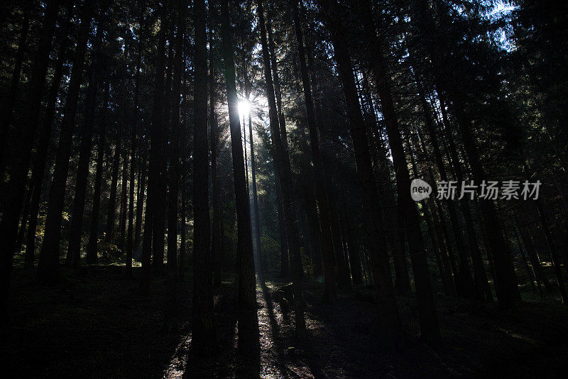 日出时，阳光穿过松树林