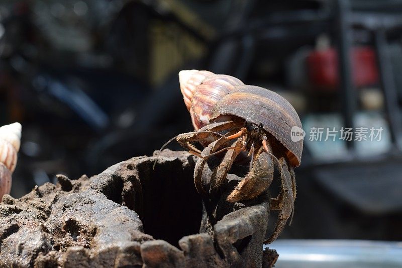 一只寄居蟹通过黑色的日本蜗牛壳找到了回家的路