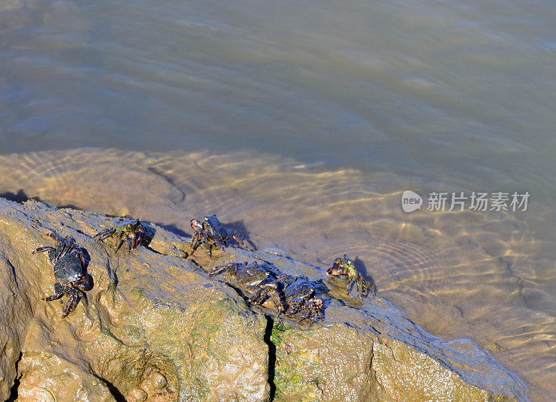 葡萄牙阿尔加维帕尔恰尔阿拉德河泥泞河岸上的河蟹