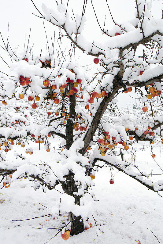 奥肯那根谷冬雪苹果树园